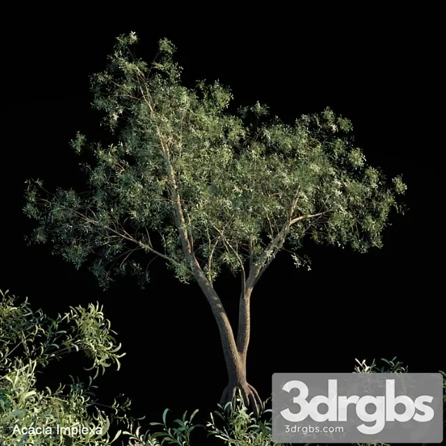 Tree Acacia implexa