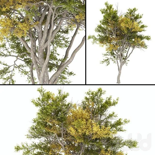 Tree autumn high poly 3dsMax Model