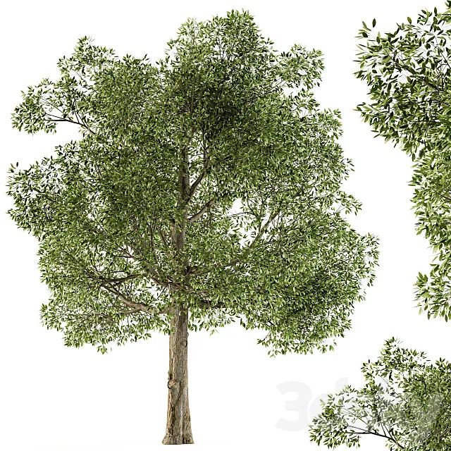 Tree Broadleaf – Set 21 3ds Max