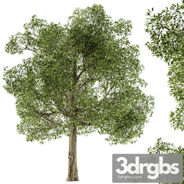 Tree broadleaf – set 21