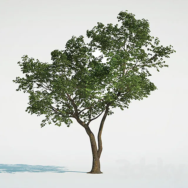 Tree Common 01 (1 of 3) 3DS Max Model