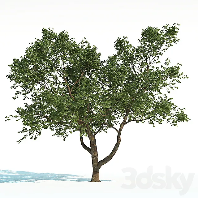 Tree Common 02 (2 of 3) 3ds Max