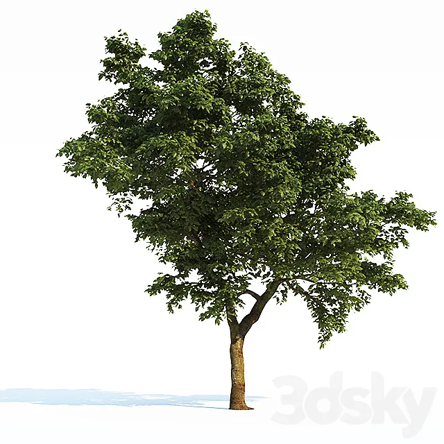 Tree Common 03 (3 of 3) 3DS Max Model