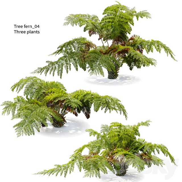 tree fern 04 3DS Max Model