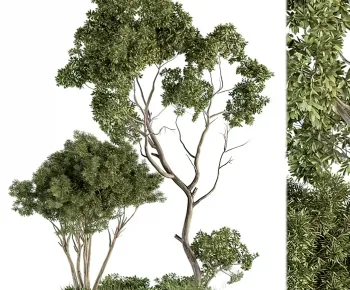 Tree for Exterior 3D Models – 004