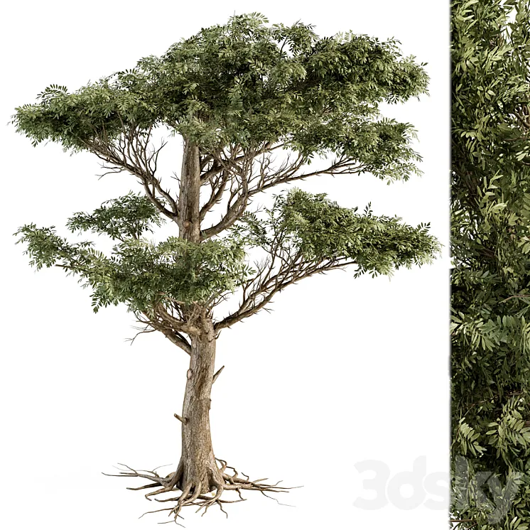 Tree Green Acacia – Set 73 3DS Max Model