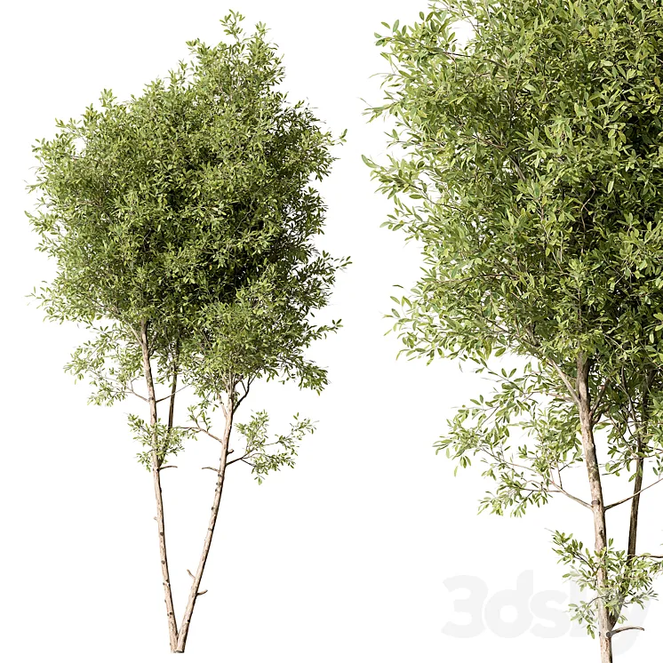 Tree Green Maple – Set 125 3DS Max Model
