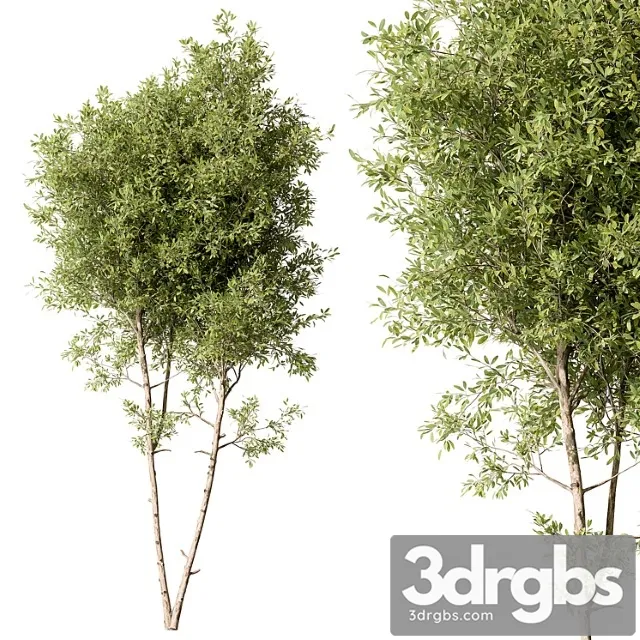 Tree green maple – set 125