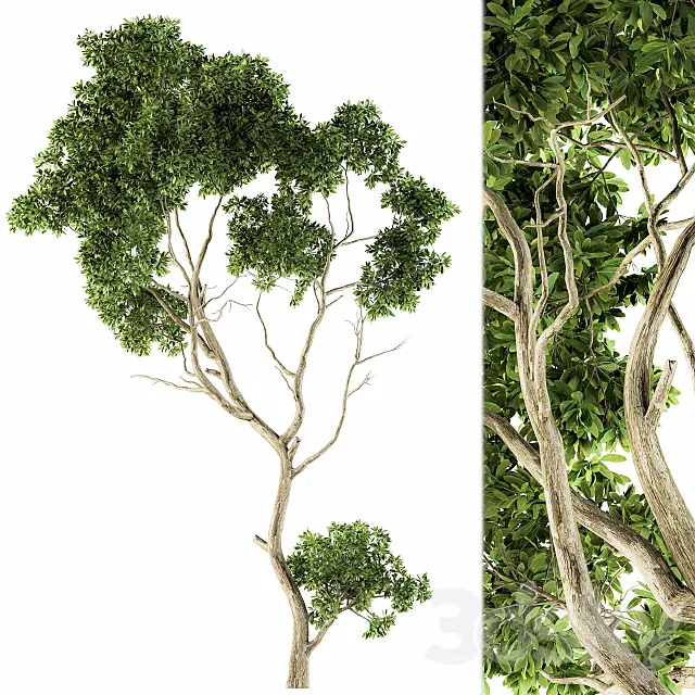 Tree Green Maple – Set 27 3ds Max