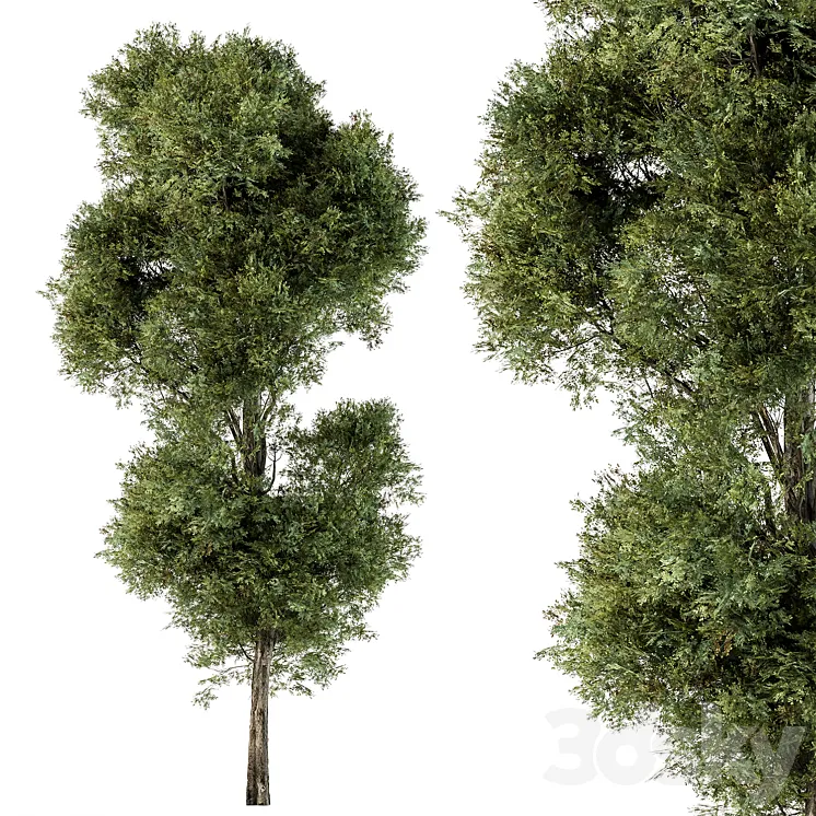 Tree Green Maple – Set 98 3DS Max Model