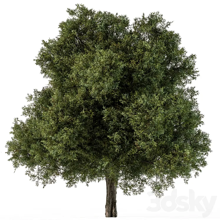 Tree Green Maple – Set 99 3DS Max Model