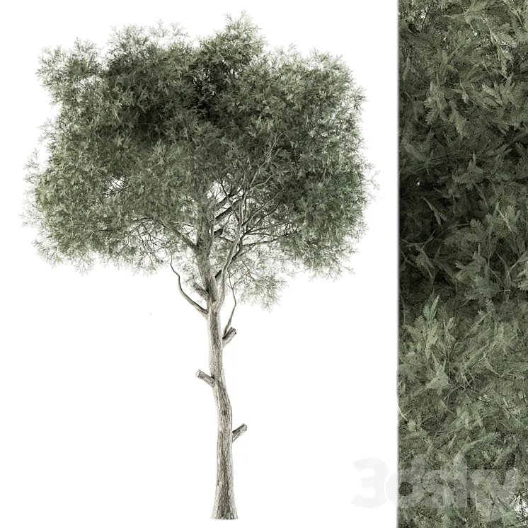 Tree Green Needle – Set 63 3DS Max Model