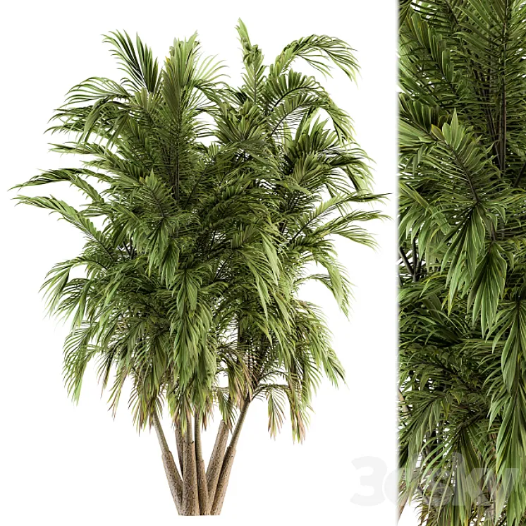 Tree Green Palm bunch – Set 32 3DS Max Model