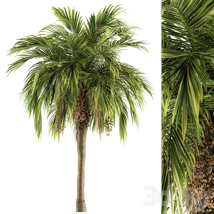Tree Green Palm with Fruit – Set 34 3DS Max Model