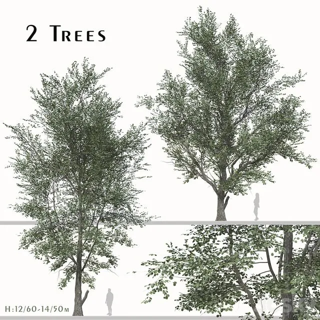 Tree (Korean hackberry) (2 Trees) 3dsMax Model