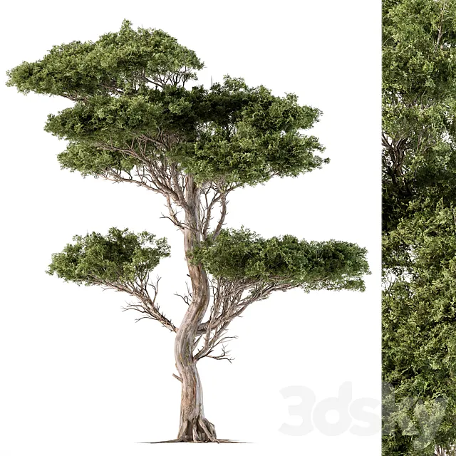 Tree Needle Acacia – Set 102 3DSMax File