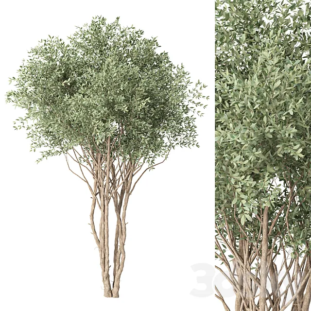 tree no. 38 3ds Max