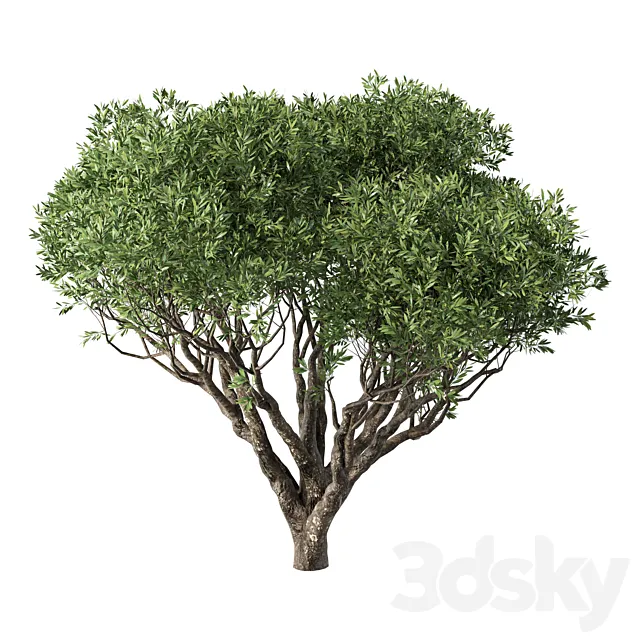 Tree No.89 3dsMax Model