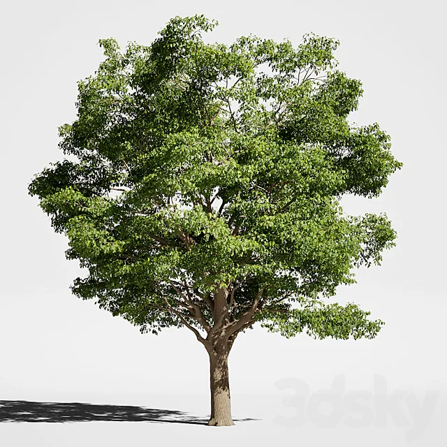 Tree Oak generic 3DS Max Model