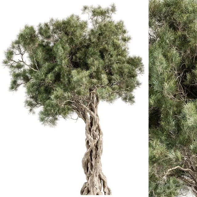 Tree Olive – Set 193 3dsMax Model