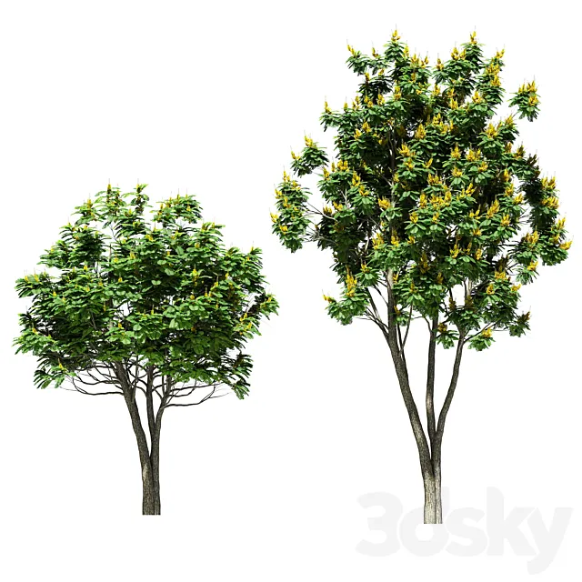 Tree peltoforum krylatoplodny. 2 models 3DS Max Model