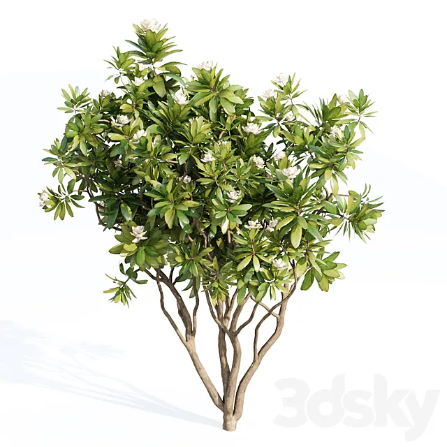 Tree Set 05-Magnolia Grandiflora 3dsMax Model