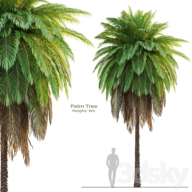 tree set 08-Palm Tree-C 3ds Max