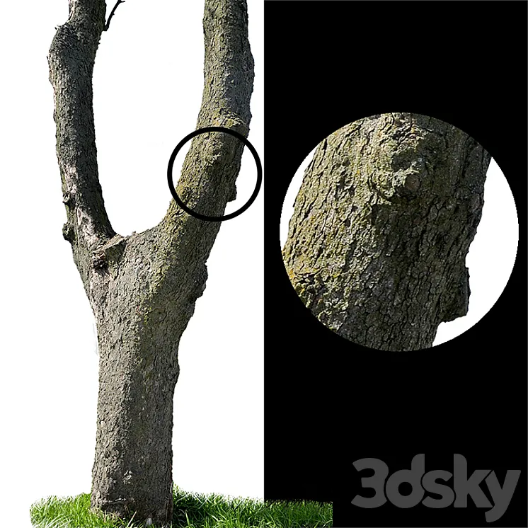 Tree trunks textures 3DS Max