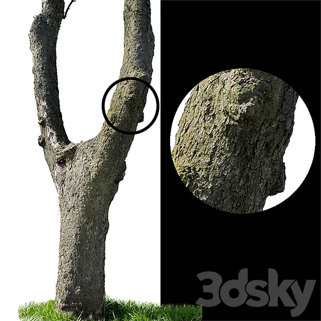Tree trunks textures 3DSMax File