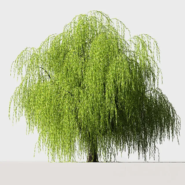 Tree Willow 3DS Max Model