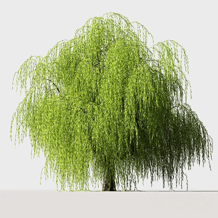 Tree Willow 3DS Max