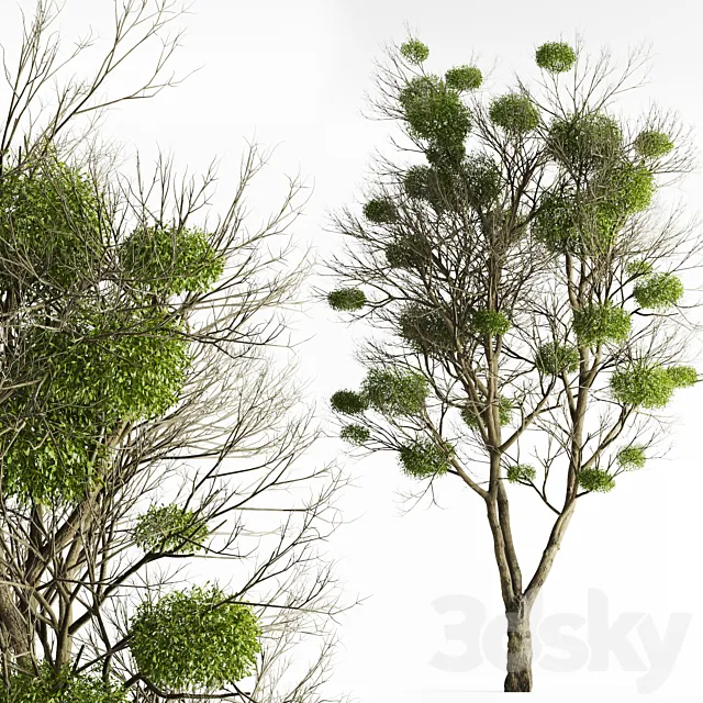 Tree with Mistletoe 3DSMax File