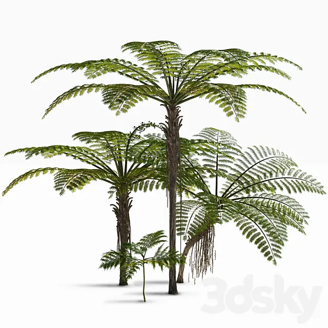 Treefern dicksonia antarctica 3DS Max Model