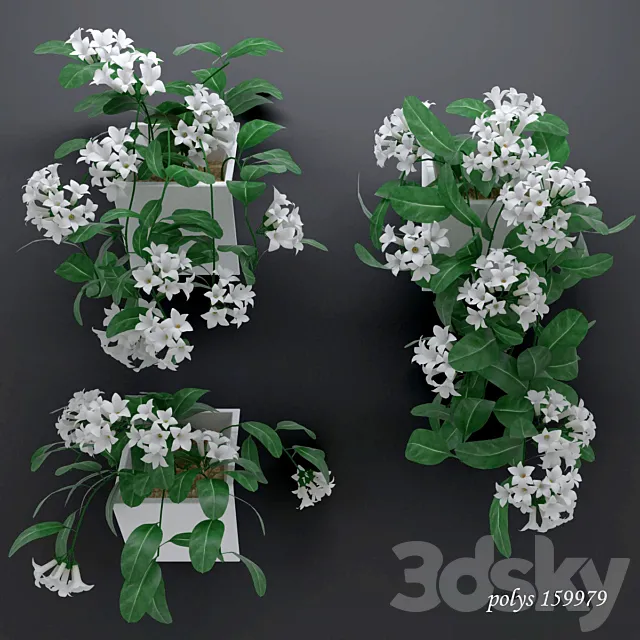 Trudging stephanotis plant abundantly blooming 3DS Max Model