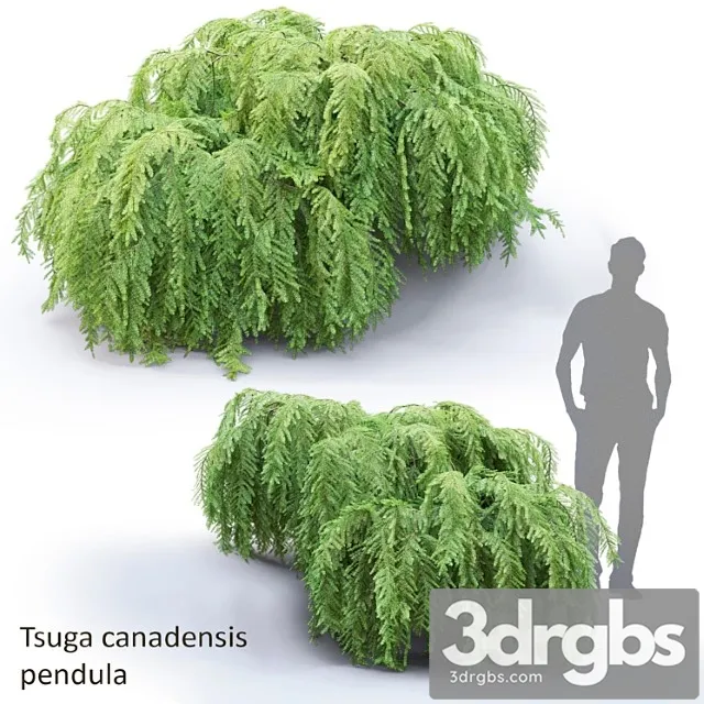 Tsuga Canadensis Povislaia Tsuga Canadensis Pendula 1 3dsmax Download