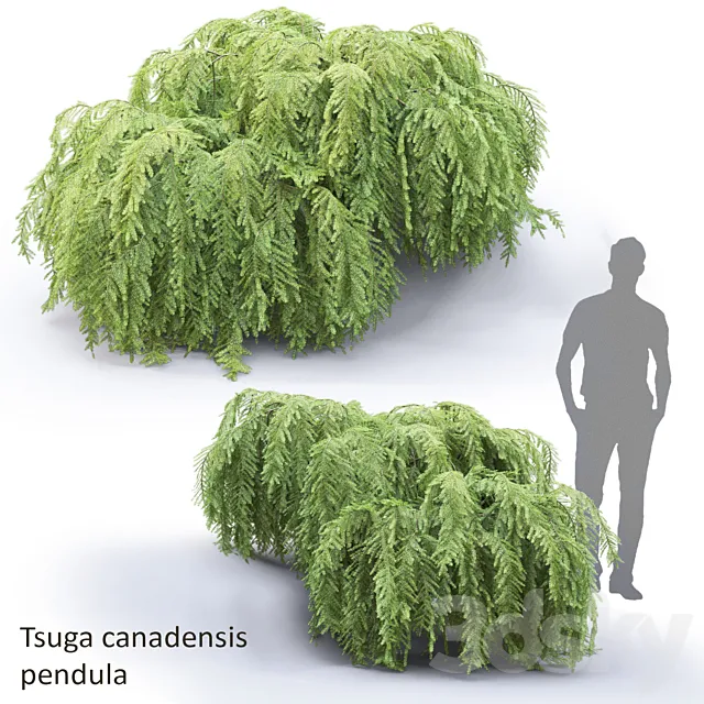 Tsuga canadian dangling | Tsuga canadensis pendula # 1 3ds Max