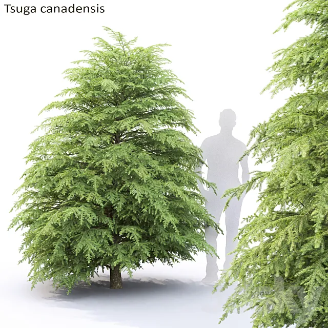 Tsuga Canadian | Tsuga canadensis # 1 3DSMax File