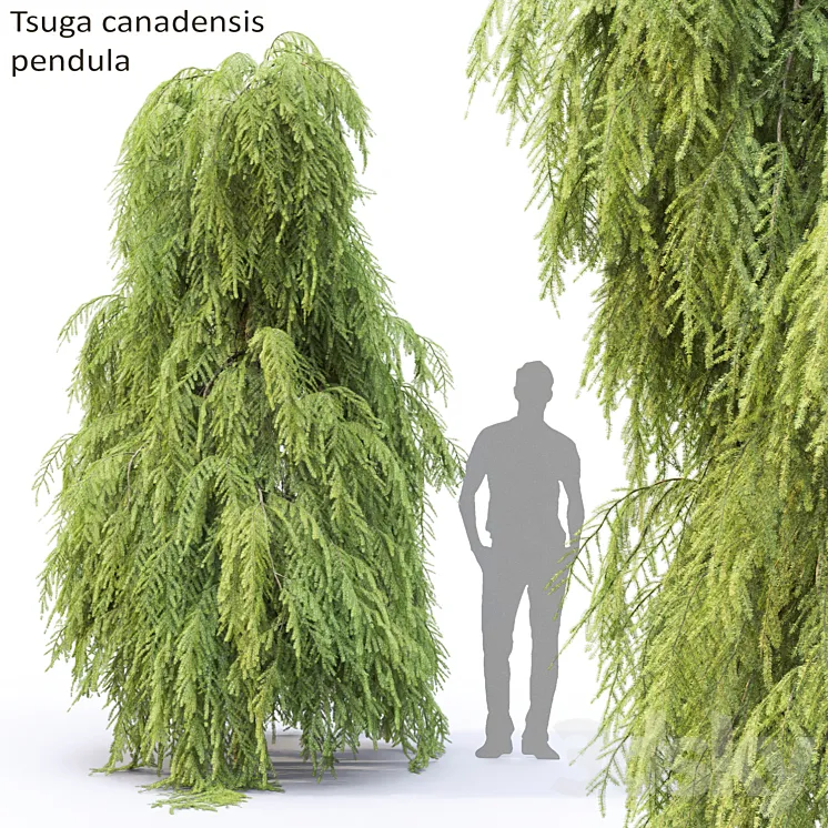Tsuga Canadian | Tsuga canadensis pendula # 2 3DS Max