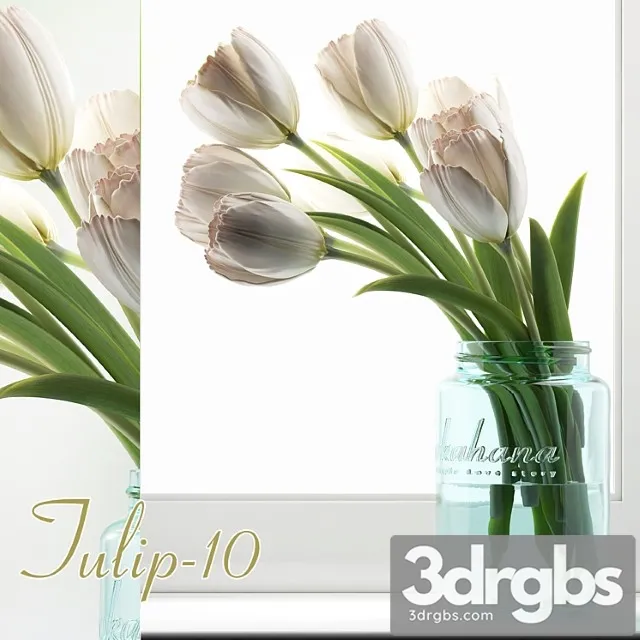 Tulip 10