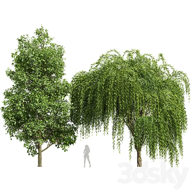 Tulip poplar and Weeping willow 2trees 3dsMax Model