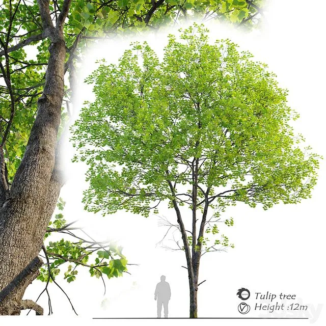 Tulip tree 3dsMax Model