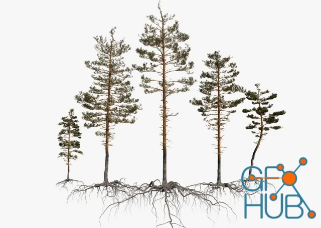 Turbosquid – Pine Tree Pack vol.02