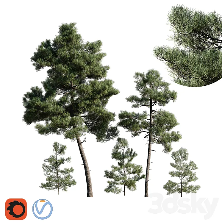 Turkish Pine (Calabrian) Pinus brutia Set 3DS Max