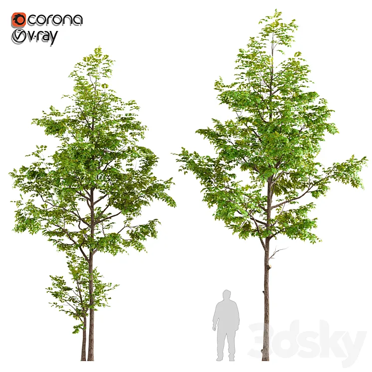 Two ash tree 3DS Max