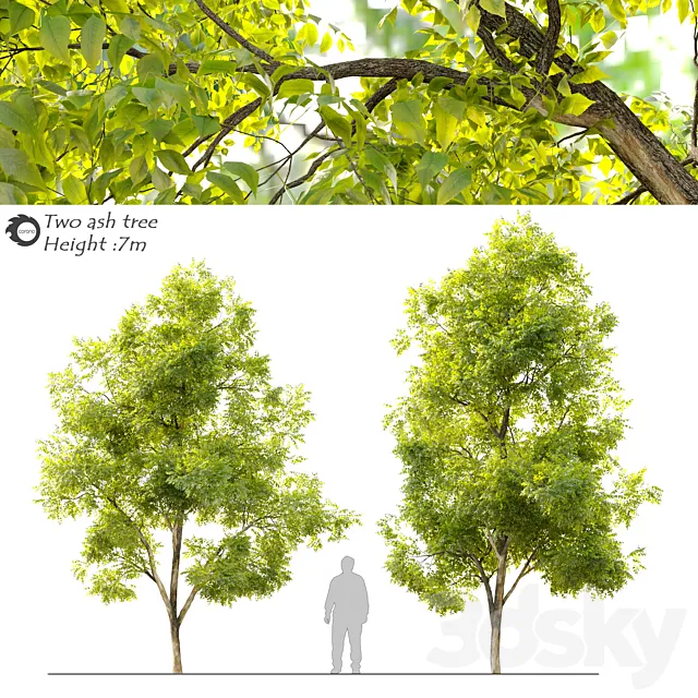 Two ash tree_2 3ds Max