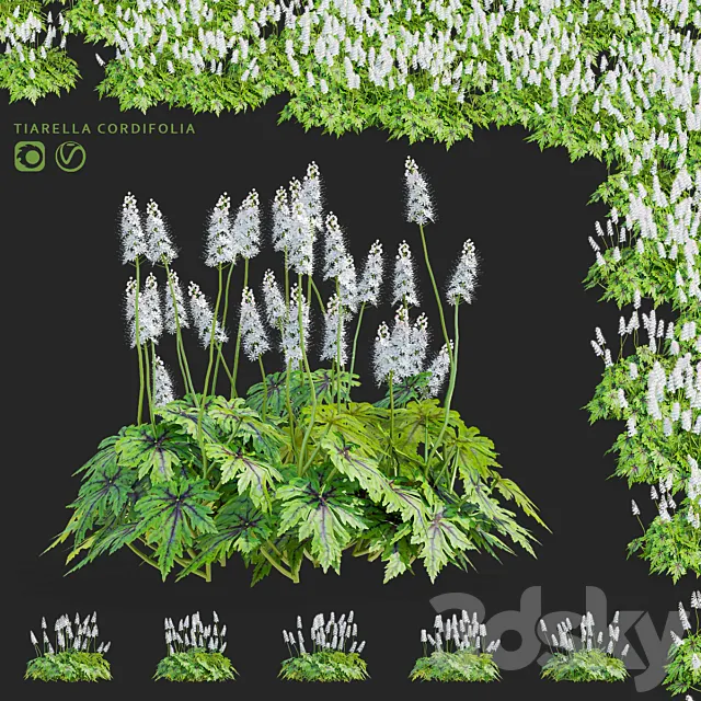 Tyarella cordifolia flowers | Tiarella cordifolia 3ds Max