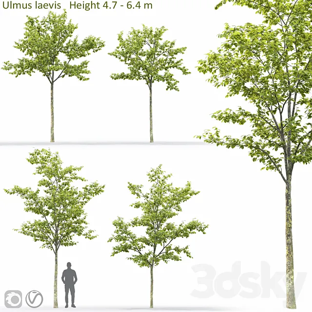 Ulmus 3ds Max