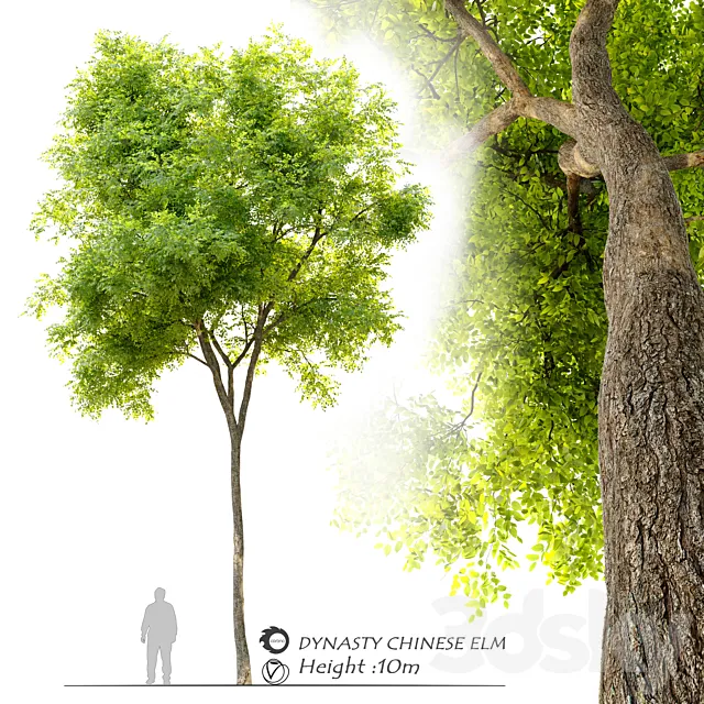 Ulmus parvifolia dynasty (Dynasty chinese elm) 3ds Max