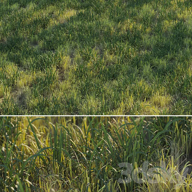 Uncut forest grass collection 03 3DS Max Model