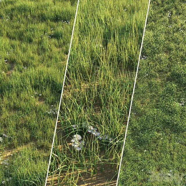 Uncut grass lawn 3dsMax Model